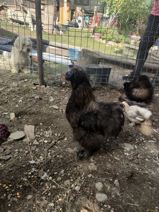 Cocosi si gaina mătase japoneză si sebrightht