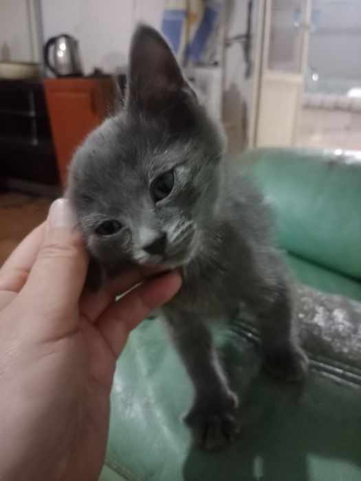 Отдам котёнка  в добрые руки
