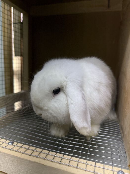 quyon baran sotiladi