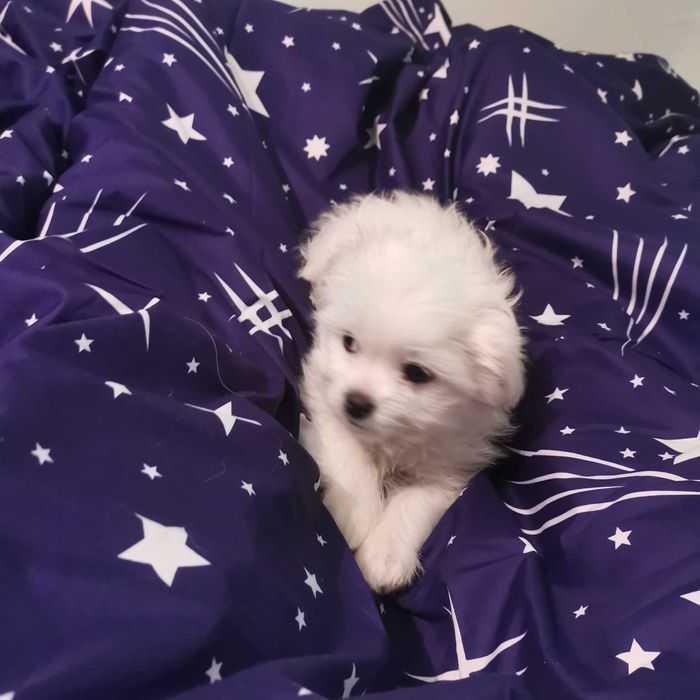 Căței Bishoni de vânzare