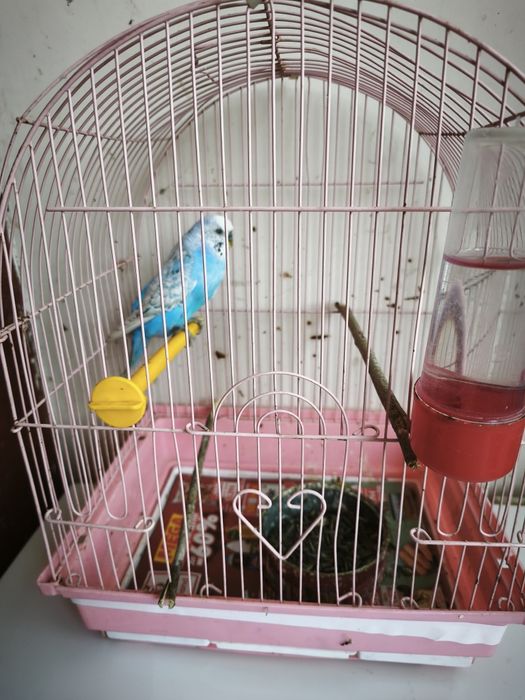 Продавам мъжки папагал заедно с кафеза