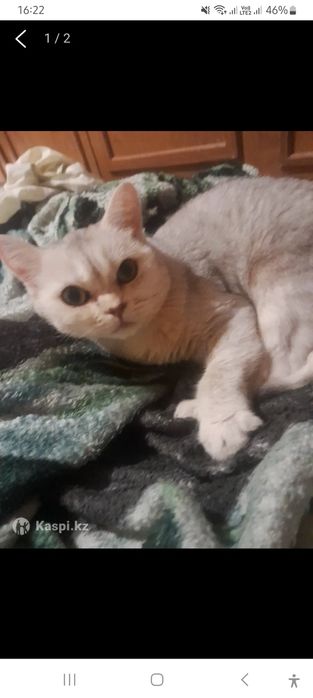 Отдам в добрые руки кошек