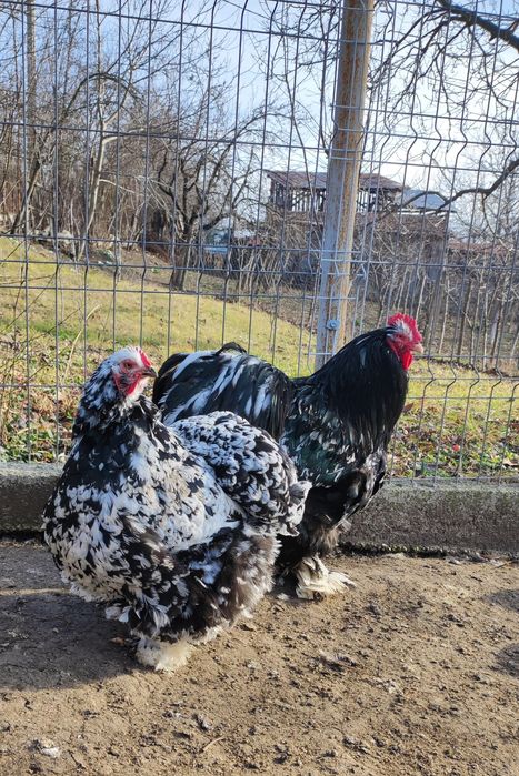 Vând oua cochinchina uriaș bobat