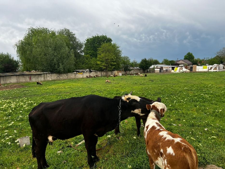 Vând vaca cu vițel si vitica