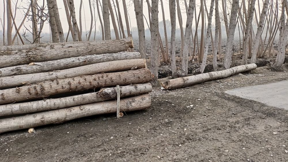 Terak sotiladi tayyor kesilgan 4.30 ga 45 dona bor