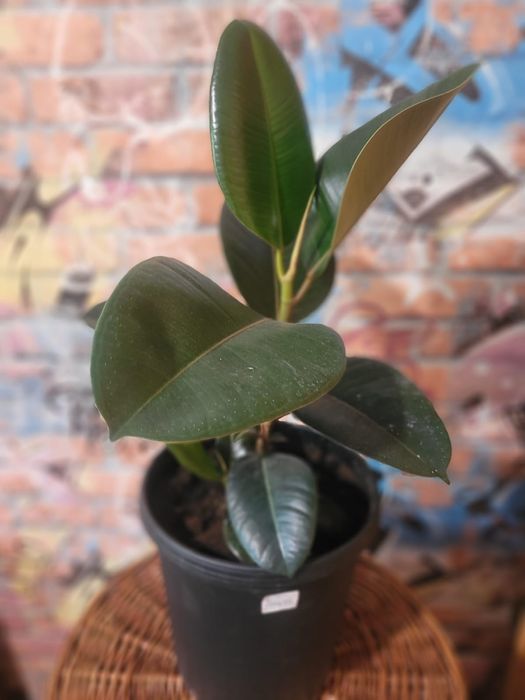 Распродажа цветов домашние