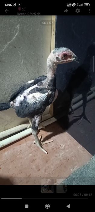 Vetnam dakan 1oylidan owdi 2ta xoroz