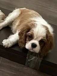 Кавалер кинг чарльз спаниель,щенки