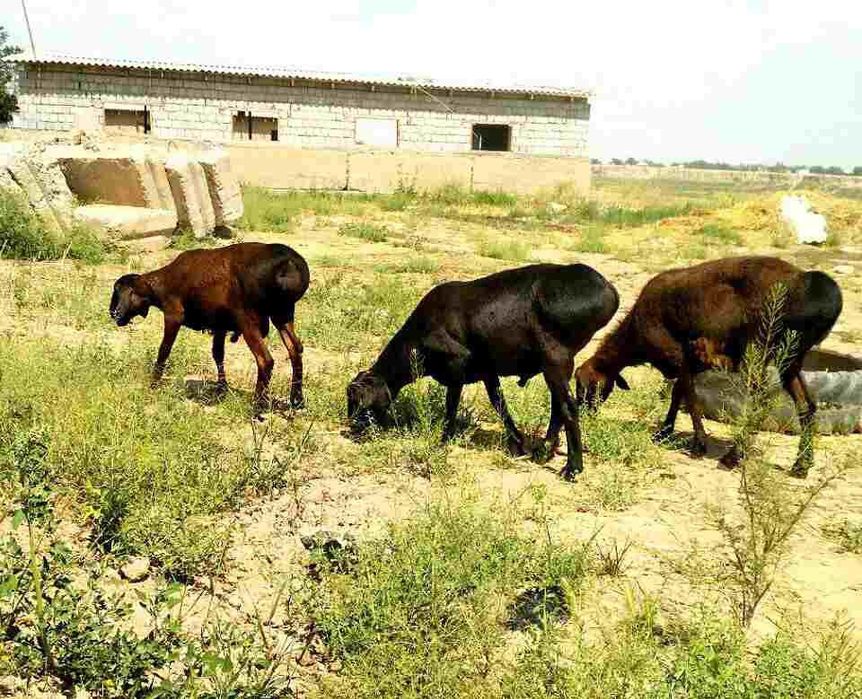 Investor kerak chorvachilika