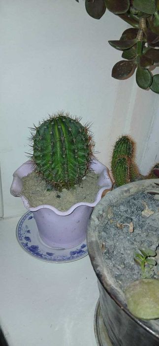 Цветок кактус, раз в год цветет