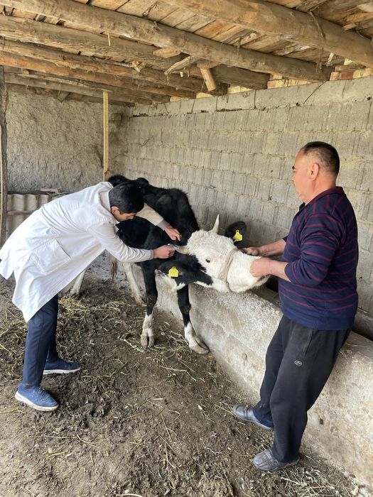 Veterinariya hizmat 24/7