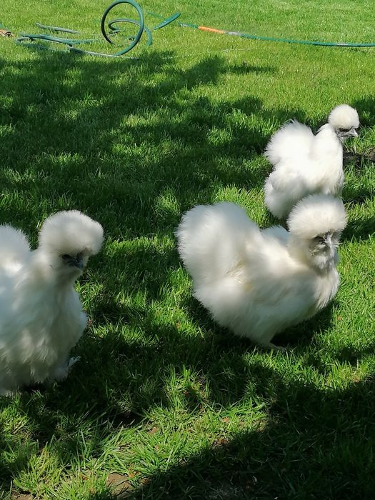 Mătase Japoneză  Albe și Colorate