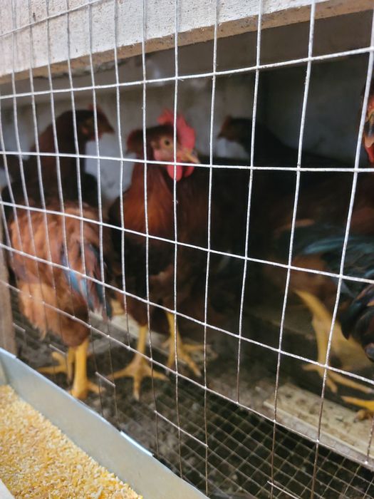 Xurozlar. Bor  kon chikorishda  toza. Boksaxam. Buladi. Soglom