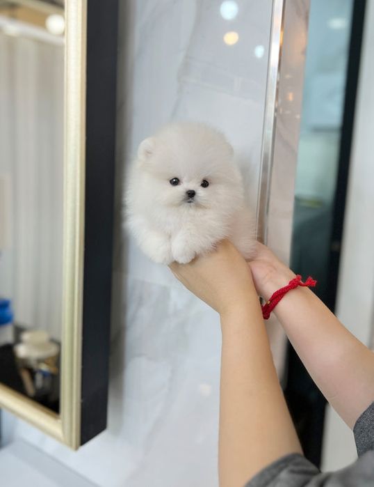 Pomeranian se pot vedea pe live