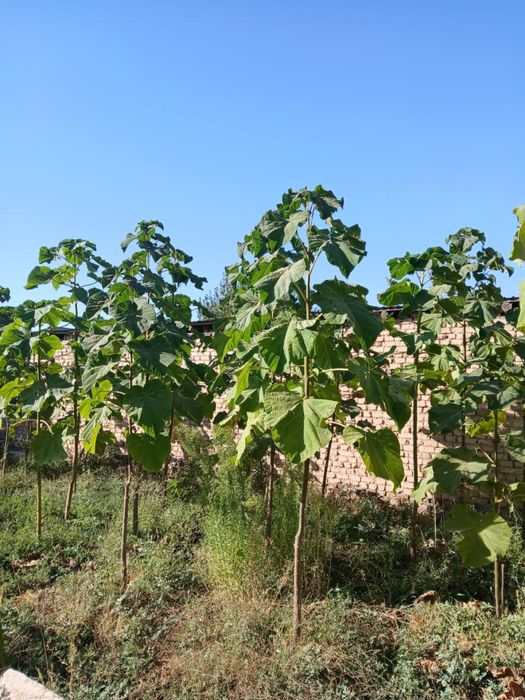 Растения Павлония