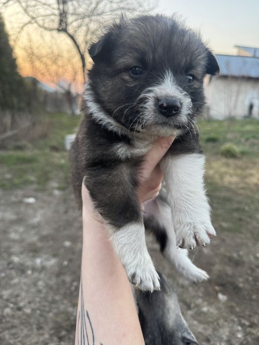 Отдам щинят………..