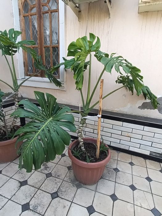 Продаем декоративные цветы