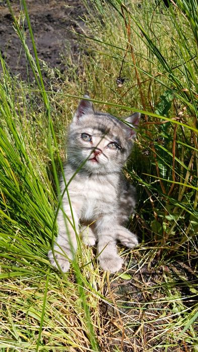 Возьмите котёнка