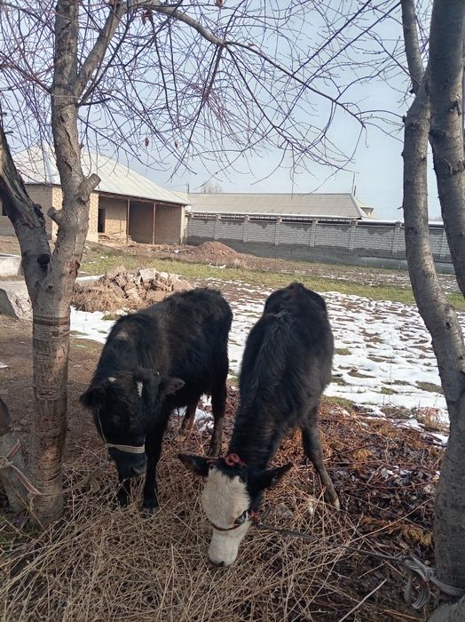 2 buzoqcha sotiladi 1tasi erkak 2 chisi urg'ochihi