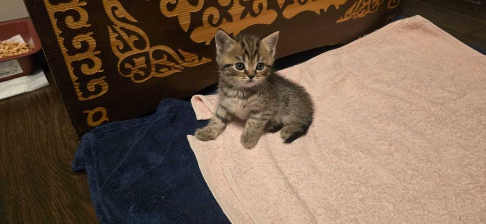 Продаю британских котят.