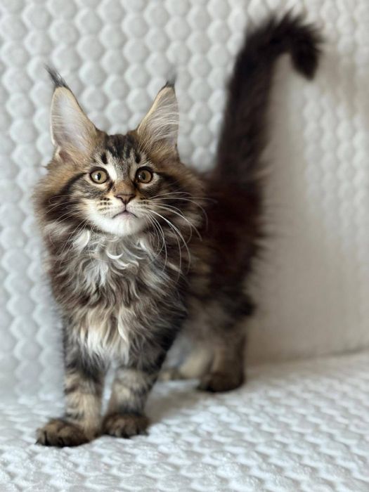 Maine coon puiut