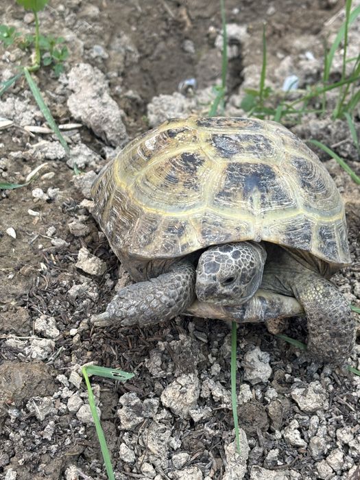 Котта тошбака сотилади.Алмашаман