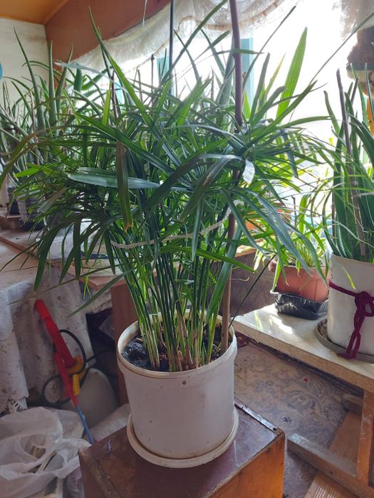 Циперусы большие