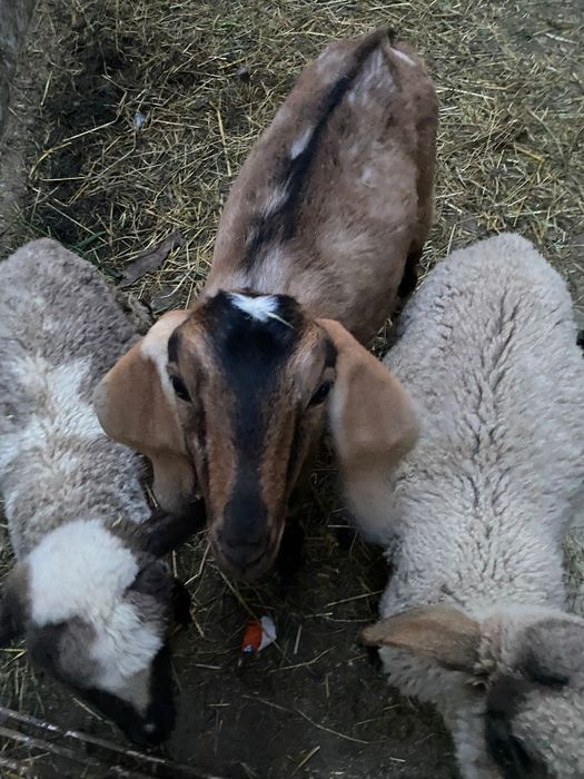Țap anglo nubian de 4 luni