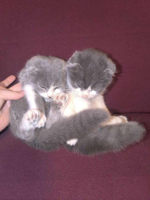 Mushuk bolasi oq va seriy aralash rang