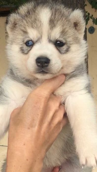 Наимелейшая серебристая девочка хаски