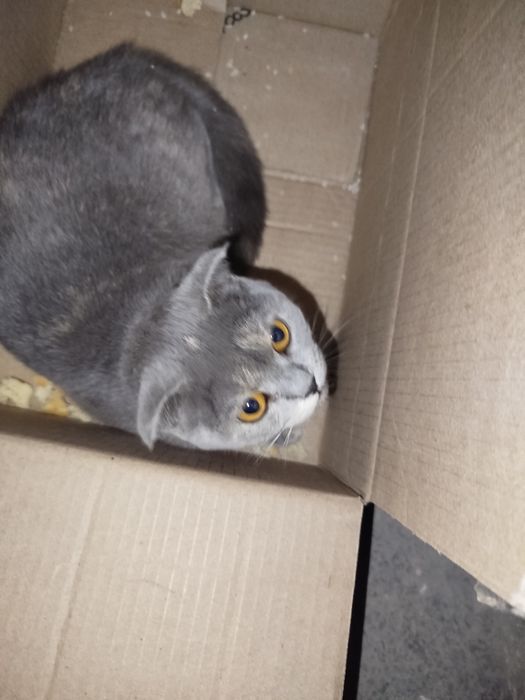 Mushuk sotiladi parodali