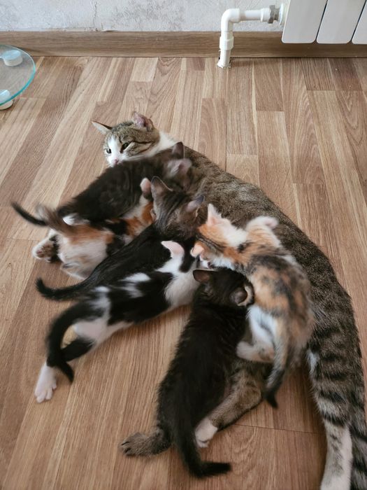 Отдам котят в добрые руки