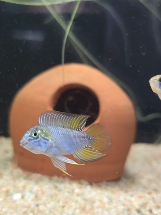 Апистограммы, Apistogramma, пары