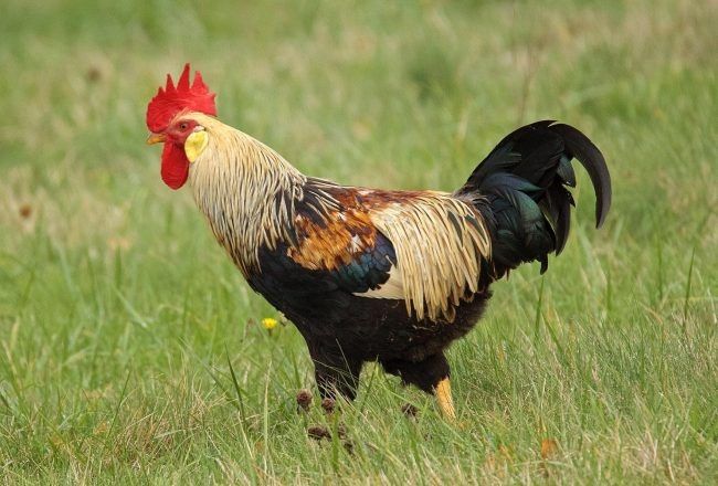 Xoʻroz tovuqlar bor