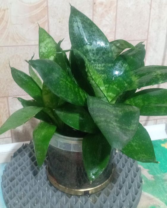 Любимые домашние друзья