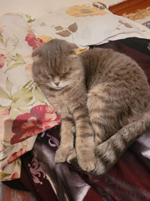 Продам кошку веслоухи