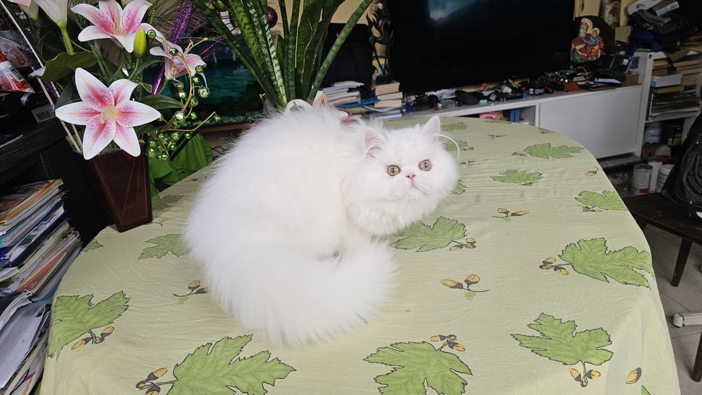 Персийско котенце