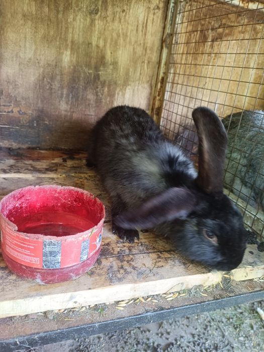 Продам самцов 8 месяцев