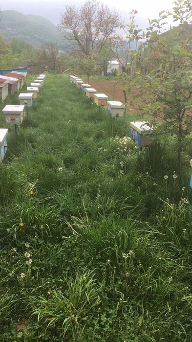 Пчелни майки - Карпатска - Карника - Записване за 2026