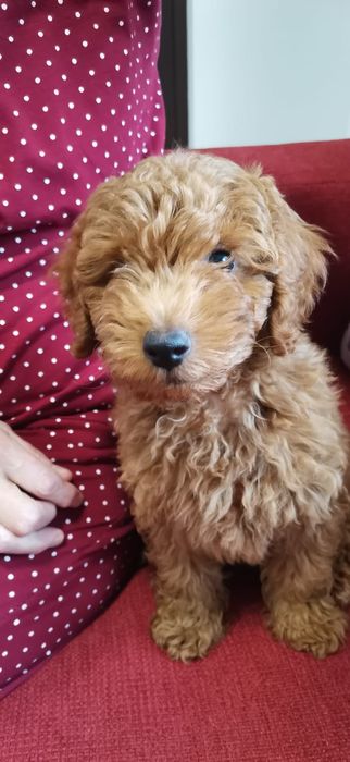 Pudel Red mini cu pedigree