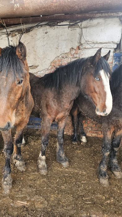 Продам кунанов с откорма