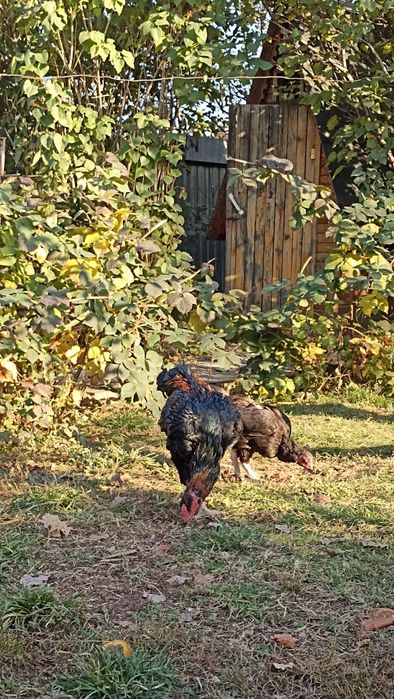 Петух и куры ,порода Даканы