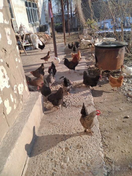 Satiladigan jaydari damashni tauiqlar bor