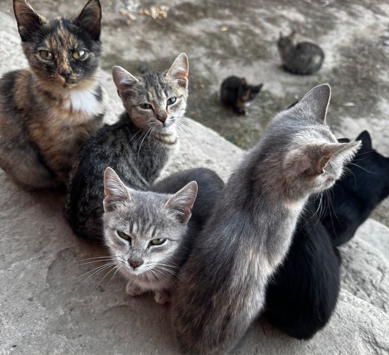 Отдам котят в добрые руки