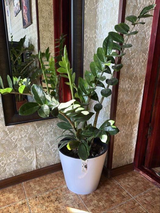 Замиакулькас (Долларовое дерево)