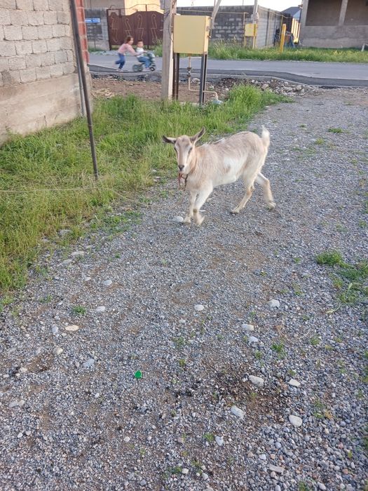 Алпи сатылад жақсы