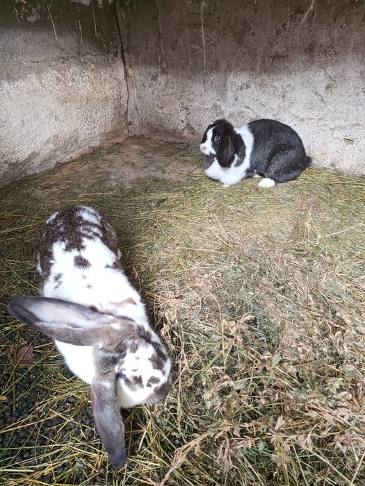 Iepuri (Femele amândouă)tinere de 1 an