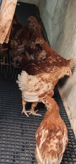 Oferta specială familii de puicuțe tinere