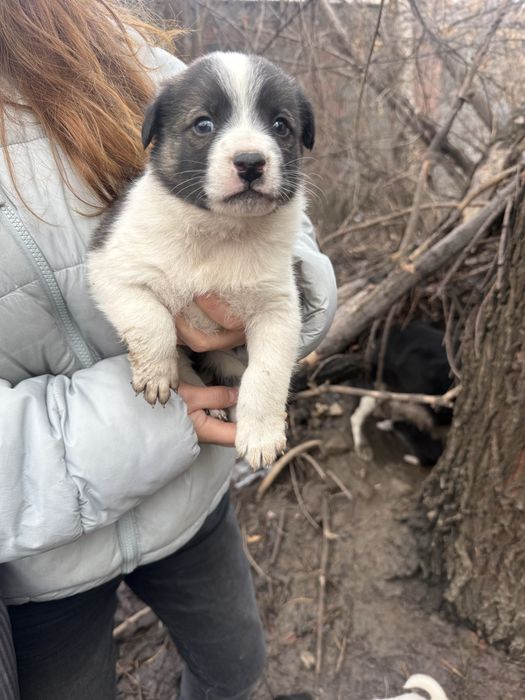 Отдам в хорошие руки щенят