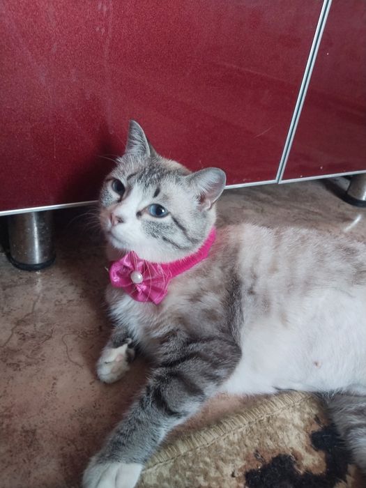 Отдам кошечку стерилизованную